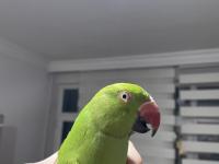 10 Aylık Erkek Pakistan Papağanı