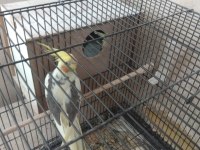 Çift Sultan Papağanımız