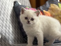British Shorthair Lilac Ve Beyaz Yavru Kedilerime Yuva Arıyorum