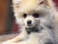 Hera 6 aylık pomeranian