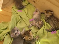 Çok tatlış british shorthair yavrular rezerveye açık