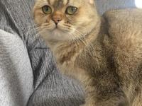 Kedimiz Mişa Yeni Yuvasını Arıyor