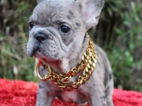 French Bulldog Yavruları