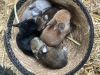 Hollanda cüce, yerli ve lop tavşanlar