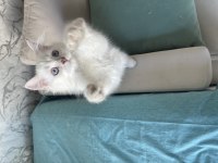 Safkan Atalardan Point British Longhair Yavrular