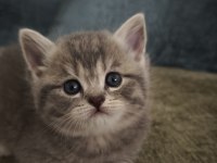 British shorthair uysal kedimiz