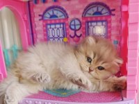 Bebek Golden British Longhair Cy11