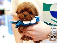Toy Poodle Yavrum