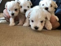 Ev Doğumu Maltese Bebeklerimiz