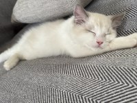 Güzeller Güzeli Ragdoll