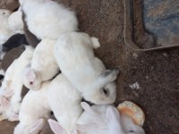 Hollanda Lop Tavşanlar