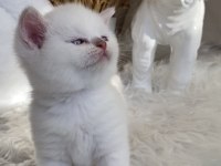 Safkan British Shorthair Lilac Point Erkek