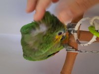 Amazon Papağanımız 7 Aylık