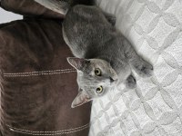 Bu güzel british melezi kızımıza iyi bakacak bir yuva arıyoruz