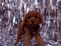 Sevimli Poodle Köpeği Yavruları