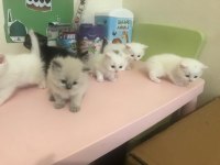 O Çok Tatlı Yavru Kedimiz