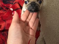 Muhteşem Pug Yavruları