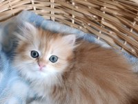 British longhair kedilerimiz