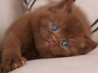 Minik Mocha Chocolate British Shorthair