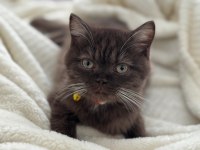 Chocolate British Shorthair