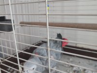 Red Factor Jako Papağanı