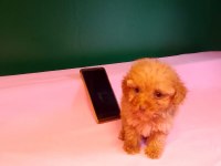 Teacup Poodle Yavrusu Köpeklerimiz