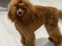 Teacup Toy Poodle Yavrular