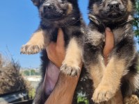 Safkan Alman Kurdu Yavruları