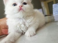 British Shorthair Bebekleri