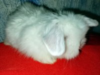 Teddy Lop Tavşan Yavrular 30 Günlük Mavi Göz