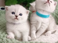 Safkan Sağlıklı British Yavrularım