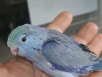 Yavru turkuaz erkek cobalt forpus papağanı