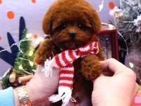 Toy Poodle Köpeği