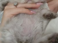 Ev Sıcaklığında Safkan Himalayan Persian Yavrular