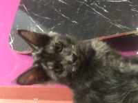 Maine Coon Yavrularımız