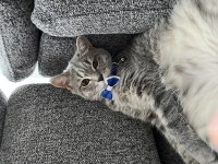 Kedimizi Sahiplendirme