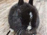 Hollanda cüce tavşanı yavrular