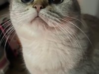 5 Yaşında British Shorthair Ücretsiz Sahiplendirme