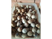 En uygun bıldırcın yumurtası