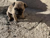 Pug Mops 2 Yaşında Yavrusu 2 Aylık Aşıları Tam