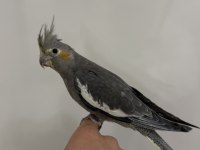 Sultan Papağanlar Sahiplendirilecekler