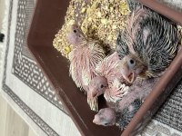 Sahibinden Evcil Sultan Papağanlar