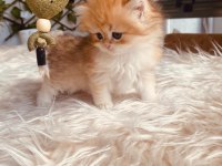 Orjinal British Longhair Erkek