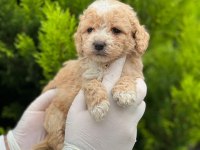 Kampanyalı Poodle Bebekler