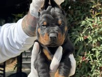 Şeceresiz Black Tan 30 Günlük Özel Doberman Yavrusu
