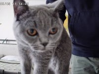 Turşu Kız British Shorthair 7 Aylık Her Şeyi Tam