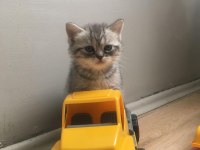 British shorthair 3 aylık yavrum