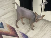 7,5 Aylık Erkek Sfenks