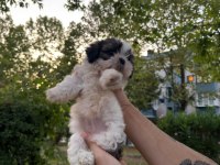 Güzeller Güzeli Dişi Shih Tzu