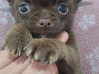 Sıfır beden chihuahua yavrular 40 günlük